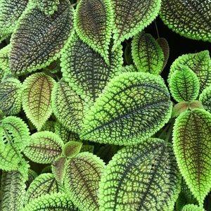 Meet your Posher, Catherine